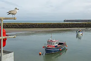 Seagull, boats, boat harbour, Folkestone