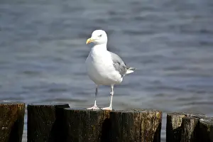 Seagull on a breakwater on the beach of the Baltic Sea coast
