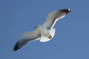 Seagull in flight, North Frisia