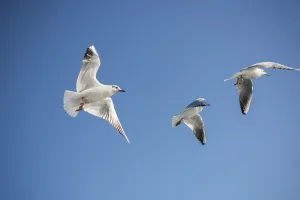 Seagull flying in a blue sky as a background