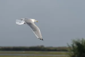Seagull flying over the Danube Delta