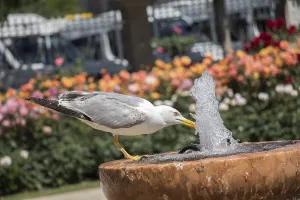 Seagull by the fountain in the rose garden