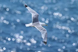 A seagull glides through the air over an azure blue ocean with glittering bokeh