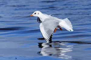 Category Wildlife DE Prints: Seagull hovering just above the water with a clear reflection on the water surface