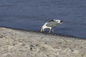 Seagull (Larinae) on the beach