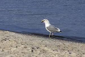 Seagull (Larinae) on the beach