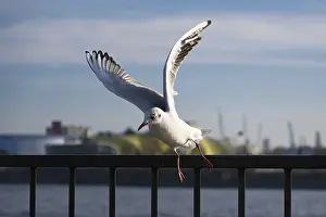Seagull (Larinae) in flight, blurred background