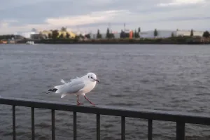 Seagull (Larinae) in Hamburg harbour