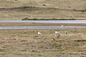 Seagull (Larinae), National Park