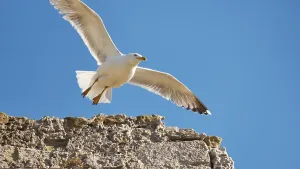 A seagull with outspread wings flies in front of a bright blue sky