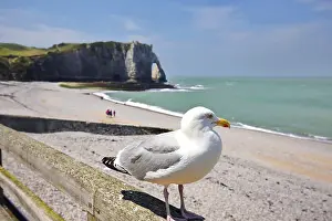 Seagull on railing overlooking Etretat beach and cliffs
