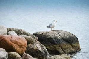 Seagull by the sea in Niendorf