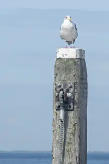 A seagull sits on a wooden post in front of a blue sky and sea