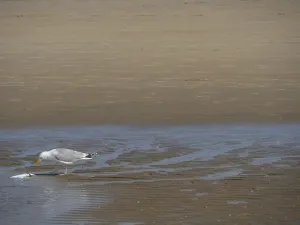 A seagull stands alone on a beach and pecks at a fish