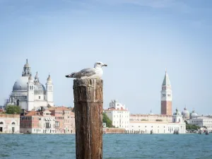 A seagull in front of the Venice lagoon with st Marc's square