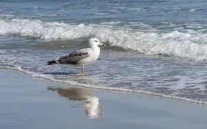 Seagull wading in the sea at a beach seen in Italy
