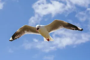 A seagull watches over its nest in Phillip Island