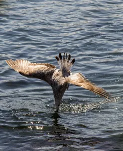 Seagull are in water of the sea