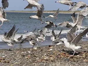 Seagulls