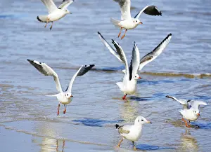 Seagulls
