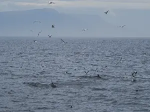 Seagulls and dolphins, Faxafloi Bay