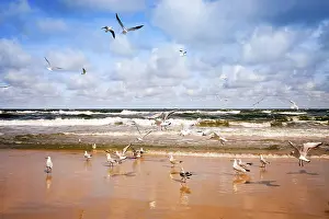 Seagulls flying over the sea