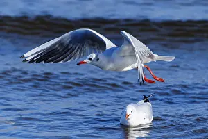Category Wildlife DE Prints: Two seagulls, one flying and the other swimming in the ocean