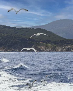 Seagulls (Larinae) following a ship