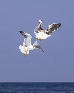 Seagulls (Larinae) following a ship