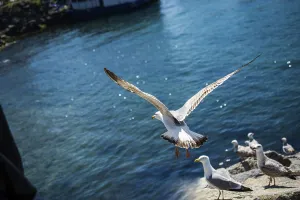 Seagulls is found on the shore of the sea