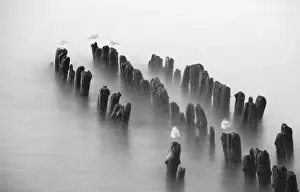 Seagulls sitting on logs in cloudscape sea