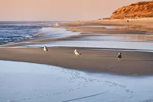 Three seagulls walking one behind the other to the sea