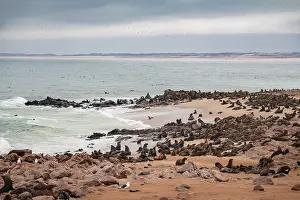Seal colony, fur seal, Cape fur seal (Arctocephalus pusillus)