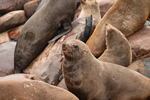 Seal colony, fur seal, Cape fur seal (Arctocephalus pusillus)