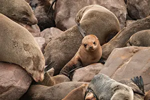 Seal colony, fur seal, Cape fur seal (Arctocephalus pusillus)