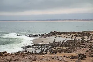 Seal colony, fur seal, Cape fur seal (Arctocephalus pusillus)