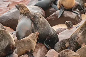 Seal colony, fur seal, Cape fur seal (Arctocephalus pusillus)