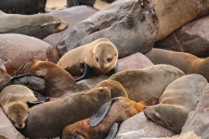 Seal colony, fur seal, Cape fur seal (Arctocephalus pusillus)