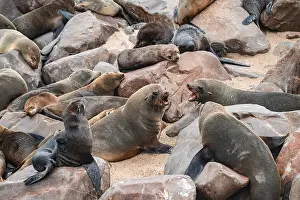 Seal colony, fur seal, Cape fur seal (Arctocephalus pusillus)