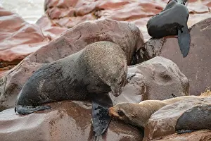 Seal colony, fur seal sleeping