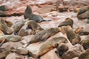 Seal colony, fur seal sleeping