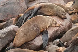 Seal colony, fur seal sleeping