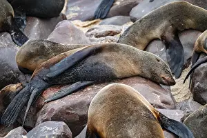 Seal colony, fur seal sleeping