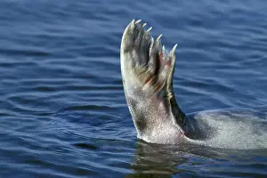 Seal, Common seal, harbor seals (Phoca vitulina)