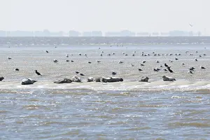 Seal in Dutch wadden sea
