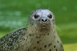 Seal head above water surface, harbour seal (Phoca vitulina)