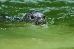 Seal looking out of the green water