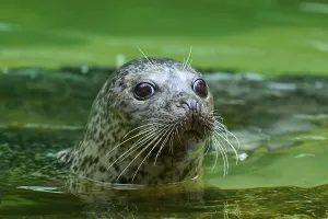 Seal looking out of green water with big eyes