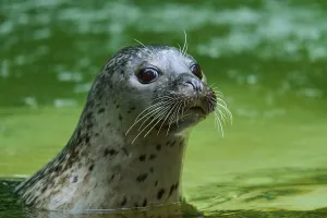 Seal looks out of the green water with attentive eyes and whiskers