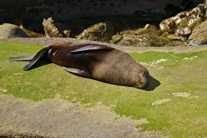 Seal lying on an algae-covered rock enjoying the sun and resting